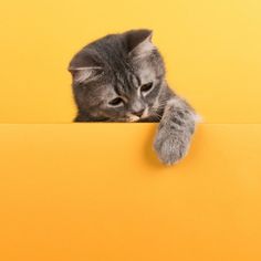 a small gray kitten peeking over the edge of a yellow wall with its paw on it's head