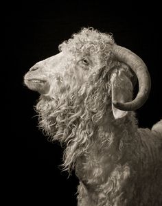 an animal with long horns standing in front of a black background