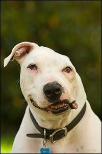 a white dog with a blue tag on it's collar sitting in the grass