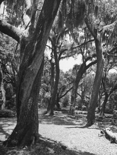 black and white photograph of trees in the woods