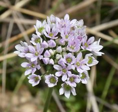 small purple flowers blooming in the grass