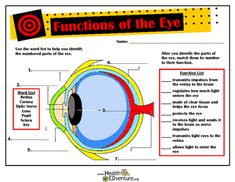 an eye diagram with the words functions of the eye in red and yellow letters on it