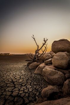 a tree that is sitting in the middle of some rocks and dirt with a sunset behind it