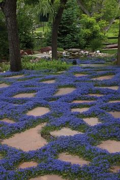 blue flowers are growing on the stone path in this garden area with trees and rocks