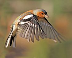 a small bird flying through the air with it's wings spread