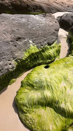 green algae covered rocks on the beach