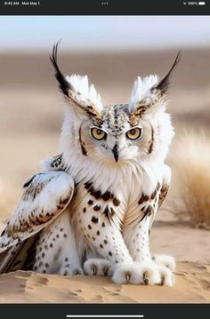 an owl sitting on top of a sandy ground next to a bird with yellow eyes