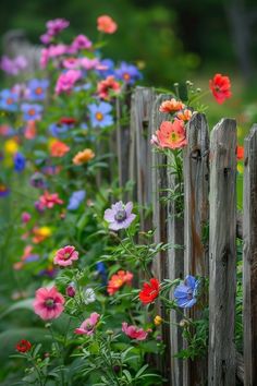 colorful flowers growing on the side of a wooden fence