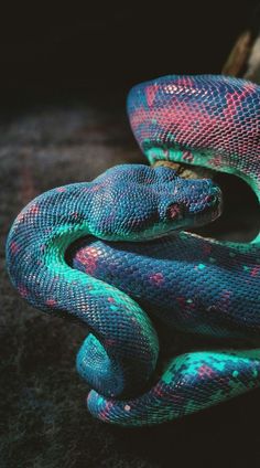 a blue and red snake curled up on top of each other's back legs