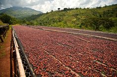 there is a large amount of berries on the ground in front of some hills and trees