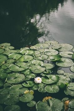 lily pads and water lilies in a pond