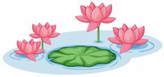 three pink water lilies floating on top of a pond with lily pads in it