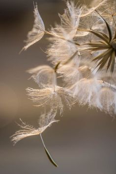 a dandelion is blowing in the wind