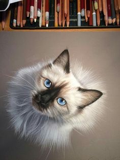 a drawing of a cat's head with blue eyes and white fur, surrounded by colored pencils