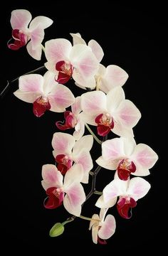 white and red orchids on a black background