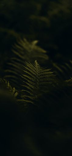 a fern leaf is shown in the dark