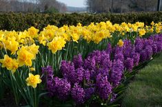 a field full of yellow and purple flowers