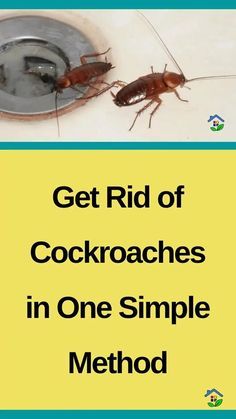 a cockroaches in one simple method to get rid of cockroaches