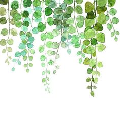 watercolor painting of green leaves hanging from the ceiling on a white background with space for text