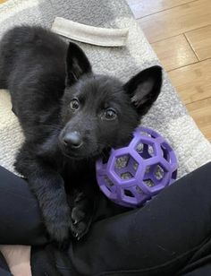 a small black dog laying on top of a person's lap holding a purple ball