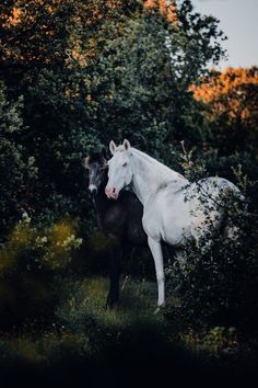 two horses are standing in the grass near some trees and bushes, one is white and the other is black