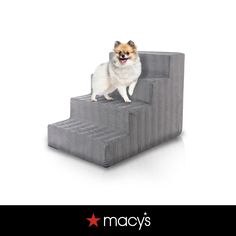 a small dog standing on top of a set of stairs with the words macy's above it