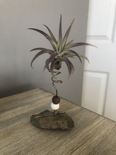 a small potted plant sitting on top of a wooden table