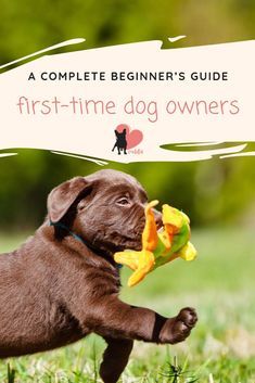 a puppy holding a stuffed animal in its mouth with the caption, a complete beginner's guide first - time dog owners