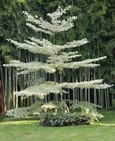 a large white tree sitting in the middle of a lush green field next to tall trees