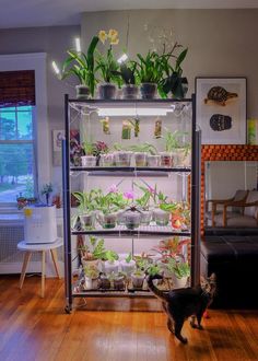 a cat standing in front of a shelf filled with plants