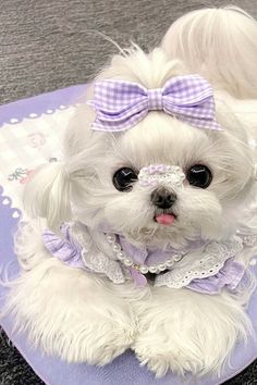 a small white dog with a purple bow on it's head sitting on a mat