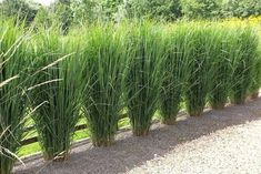 a row of tall green grass next to a gravel road