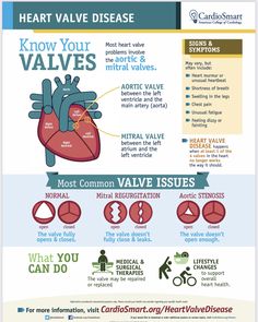 the heart and its functions info sheet