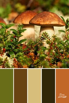 an image of a mushroom in the woods with color swatches to match it's surroundings