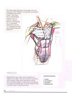 an instruction manual for how to draw the torso