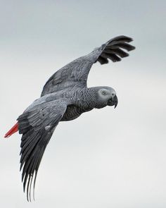 a grey parrot flying through the air with its wings spread out and it's head turned to the side