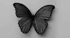 a black and white photo of a butterfly on the wall with text overlaying it