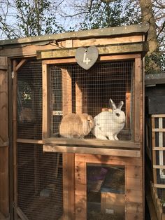 two rabbits are sitting in their cage at the zoo