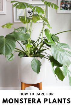 a houseplant in a white pot with the words how to care for monster plants