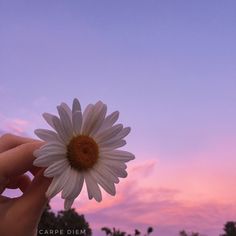 a person holding a flower in front of a pink and blue sky with clouds behind it