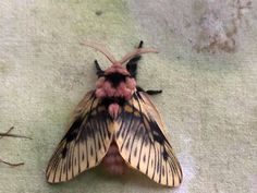 a close up of a moth on the ground