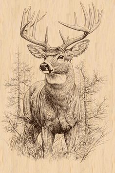 a drawing of a deer standing in the woods