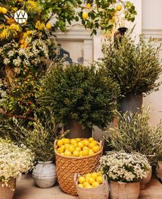 lemons are in baskets on the floor next to potted plants and other greenery