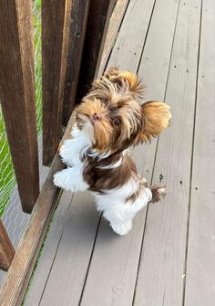 a small brown and white dog standing on top of a wooden walkway