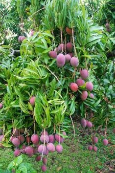 a bunch of fruit hanging from a tree in the grass with leaves and flowers around it