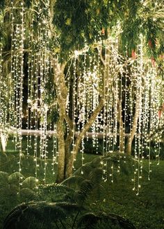 a tree with lights hanging from it's branches in front of a forest filled with trees