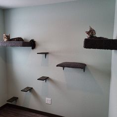 two cats sitting on top of cat shelves in a room