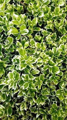 a close up view of some green plants