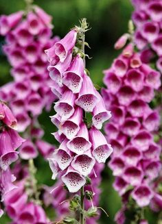 purple flowers are blooming in the garden