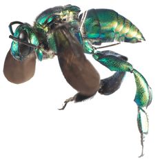 a green and black insect with long legs on it's back end, flying through the air